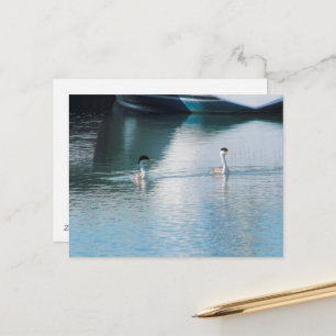 Postkarte - Ohrentaucher im Hafen (hrz)