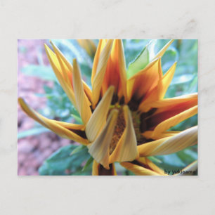 Postkarte - Orange Blume