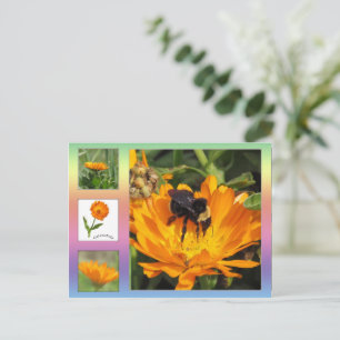 Postkarte - orange Calendula Blume