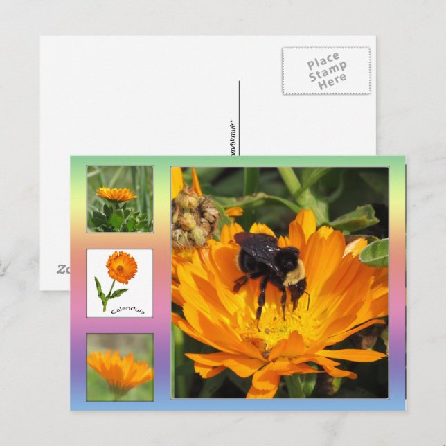 Postkarte - orange Calendula Blume (Vorne/Hinten)