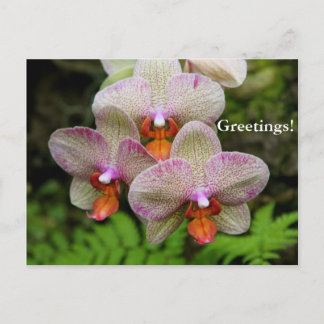 Postkarte - Orchid