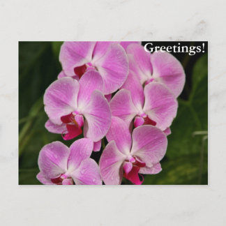 Postkarte - Orchid