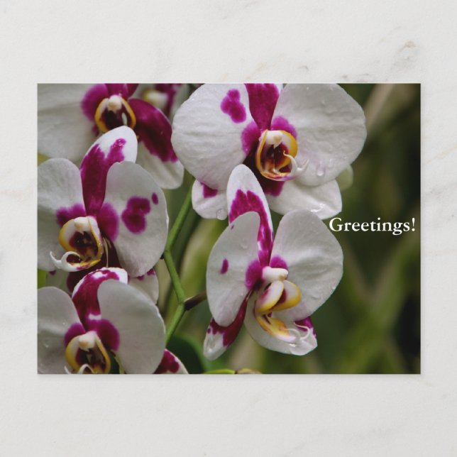 Postkarte - Orchid (Vorderseite)