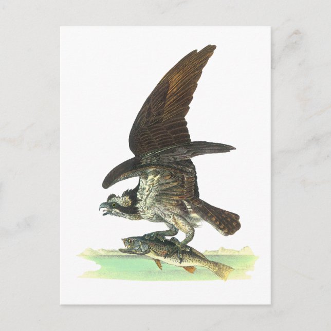 Postkarte: Osprey - John Audubon Postkarte (Vorderseite)