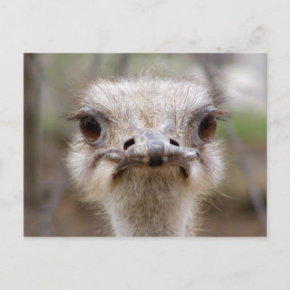 Postkarte Ostrich