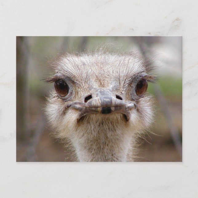 Postkarte Ostrich (Vorderseite)
