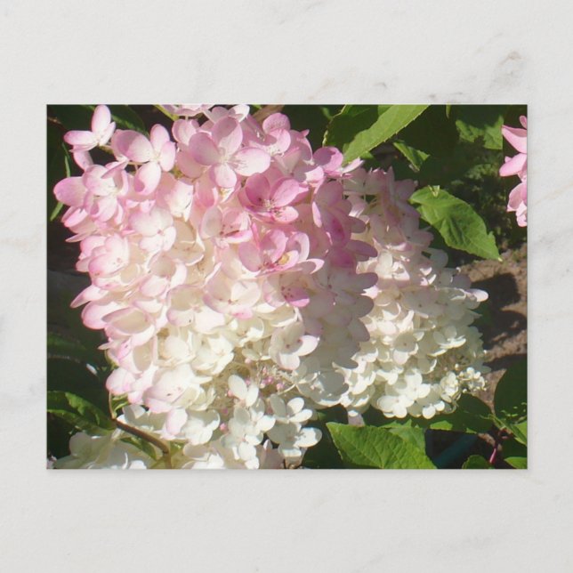 Postkarte P.D. Hydrangea (Vorderseite)
