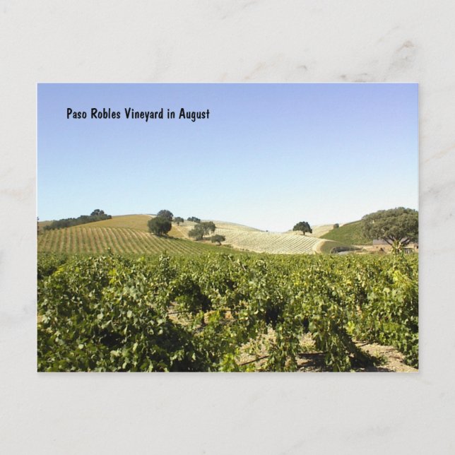 Postkarte: Paso Robles Weinberg im August Postkarte (Vorderseite)