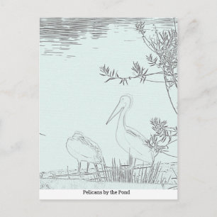Postkarte - Pelikane am Teich