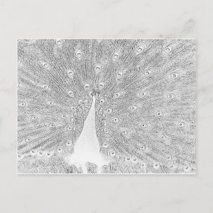 Postkarte - Pfau bis Farbe