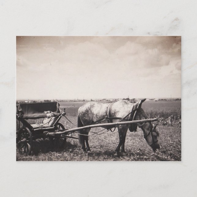 Postkarte "Pferd und Beförderung" (Vorderseite)