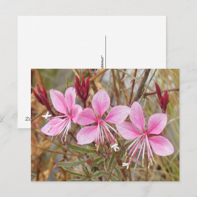 Postkarte - Pink Guara (Vorne/Hinten)