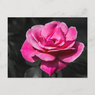 Postkarte Pinke Rosen Eleganz