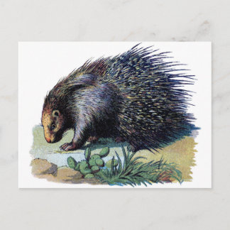 Postkarte - Porcupine