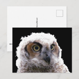 Postkarte - Porträt einer jungen Eule