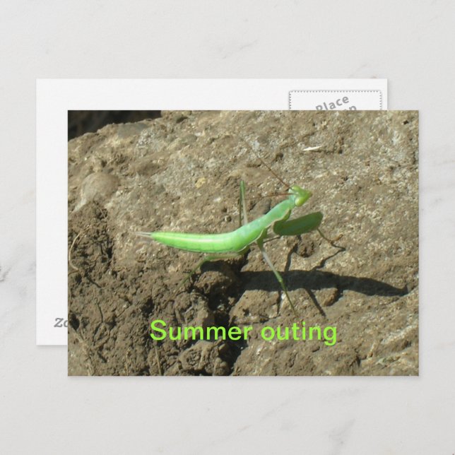 Postkarte - Prachtmantis (Vorne/Hinten)