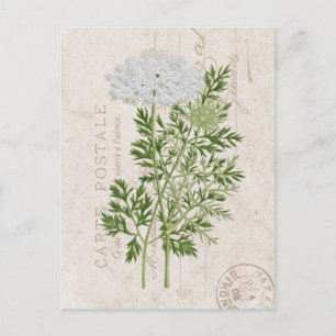 Postkarte Queen Anne's Lace Französische Blumen