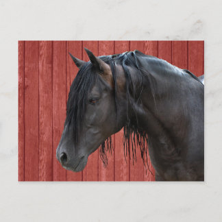 Postkarte "Raphael"
