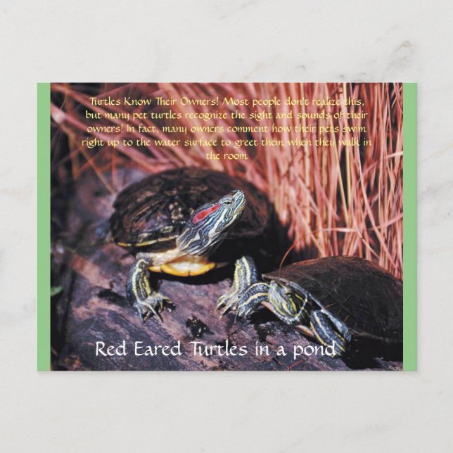 Postkarte "Red Eared Turtles" (Vorderseite)