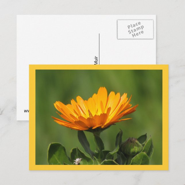 Postkarte - Ringelblume in Blüte (Vorne/Hinten)
