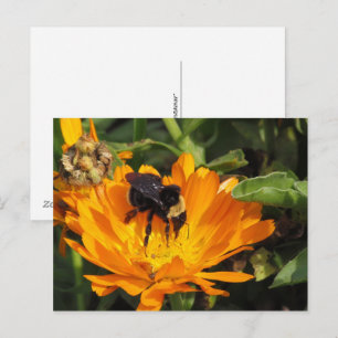 Postkarte - Ringelblume und Biene