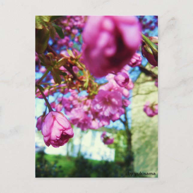 Postkarte - Rosa Blumen (Vorderseite)