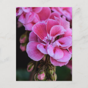 Postkarte rosa Geranienblüten Fotografie