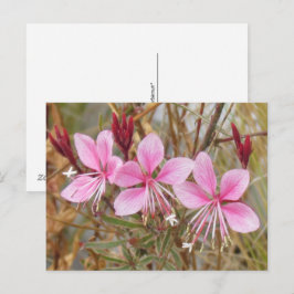 Postkarte - Rosa Guara
