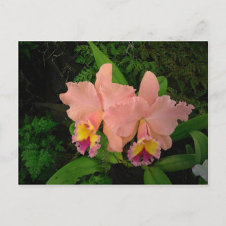 Postkarte: Rosa Orchideen Postkarte