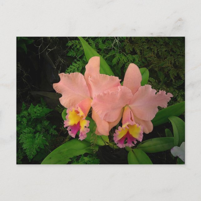 Postkarte: Rosa Orchideen Postkarte (Vorderseite)