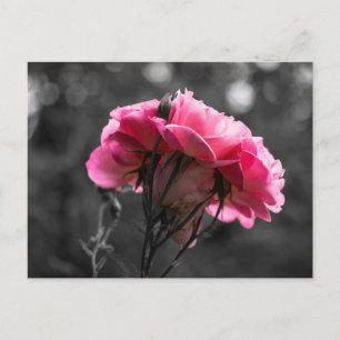 Postkarte Rosa Rose Eleganz