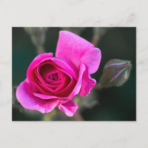 Postkarte Rosa Rose und Knospen Fotografie