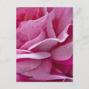 Postkarte Rosa Rosenblüten und Tautropfen