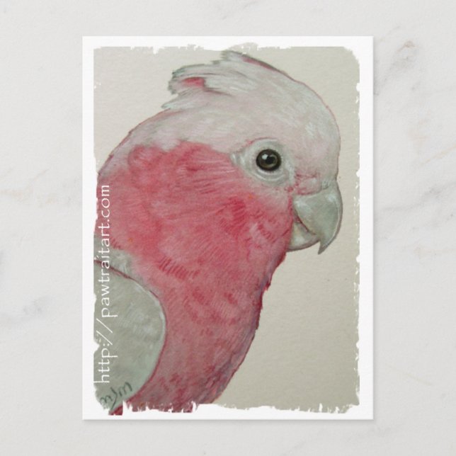 Postkarte - Rose Brustkakadu (Vorderseite)