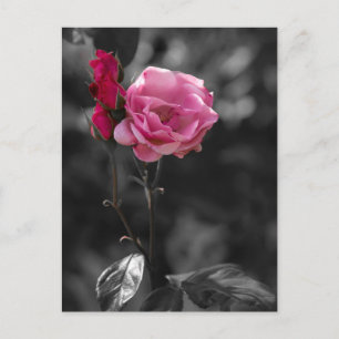 Postkarte - Rosentöne der Hingabe