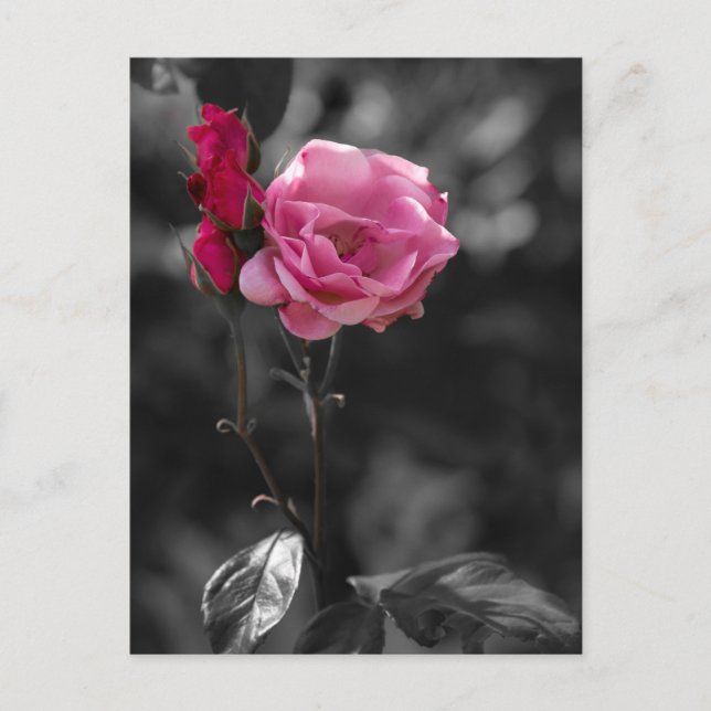 Postkarte - Rosentöne der Hingabe (Vorderseite)