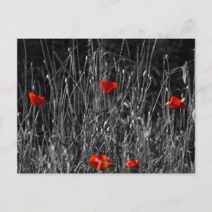 Postkarte - Rote Einsamkeit Mohn