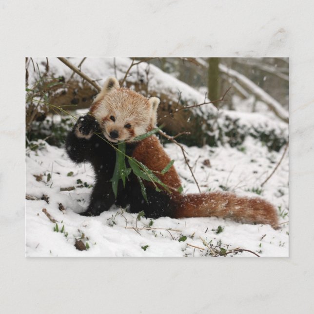 Postkarte - roter Panda 2 (Vorderseite)