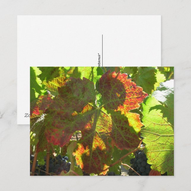Postkarte - Roter Traubenlef im Weinbau (Vorne/Hinten)