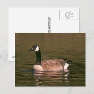 Postkarte - Ruhige Gans