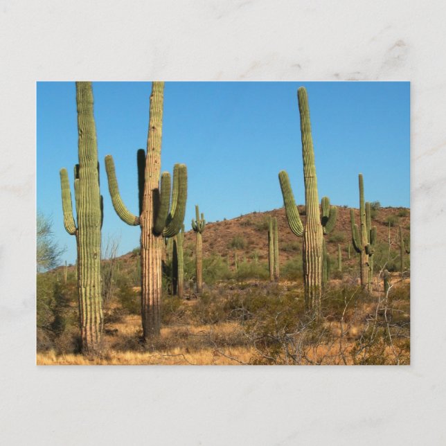 Postkarte Saguaro (Vorderseite)