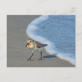 Postkarte - Sandpiper am Strand