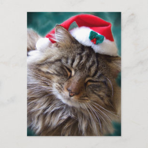 Postkarte "Santa Cat geweckt"