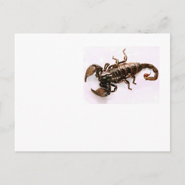 Postkarte Scaremail (Skorpion) (Vorderseite)