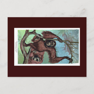 Postkarte - Schimpanse