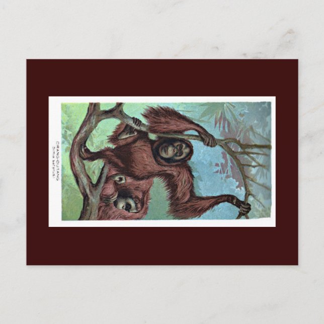 Postkarte - Schimpanse (Vorderseite)