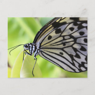 Postkarte/Schmetterling mit Papier Postkarte