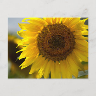 Postkarte - Schöne gelbe Sonnenblume in Nahaufnahm