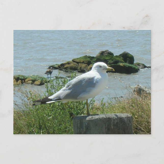 Postkarte: Seagull auf Verschütten Postkarte (Vorderseite)