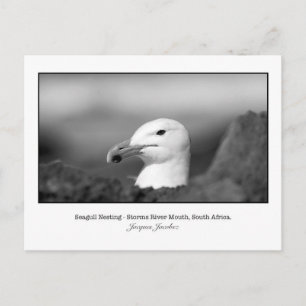 Postkarte Seagull Nesting